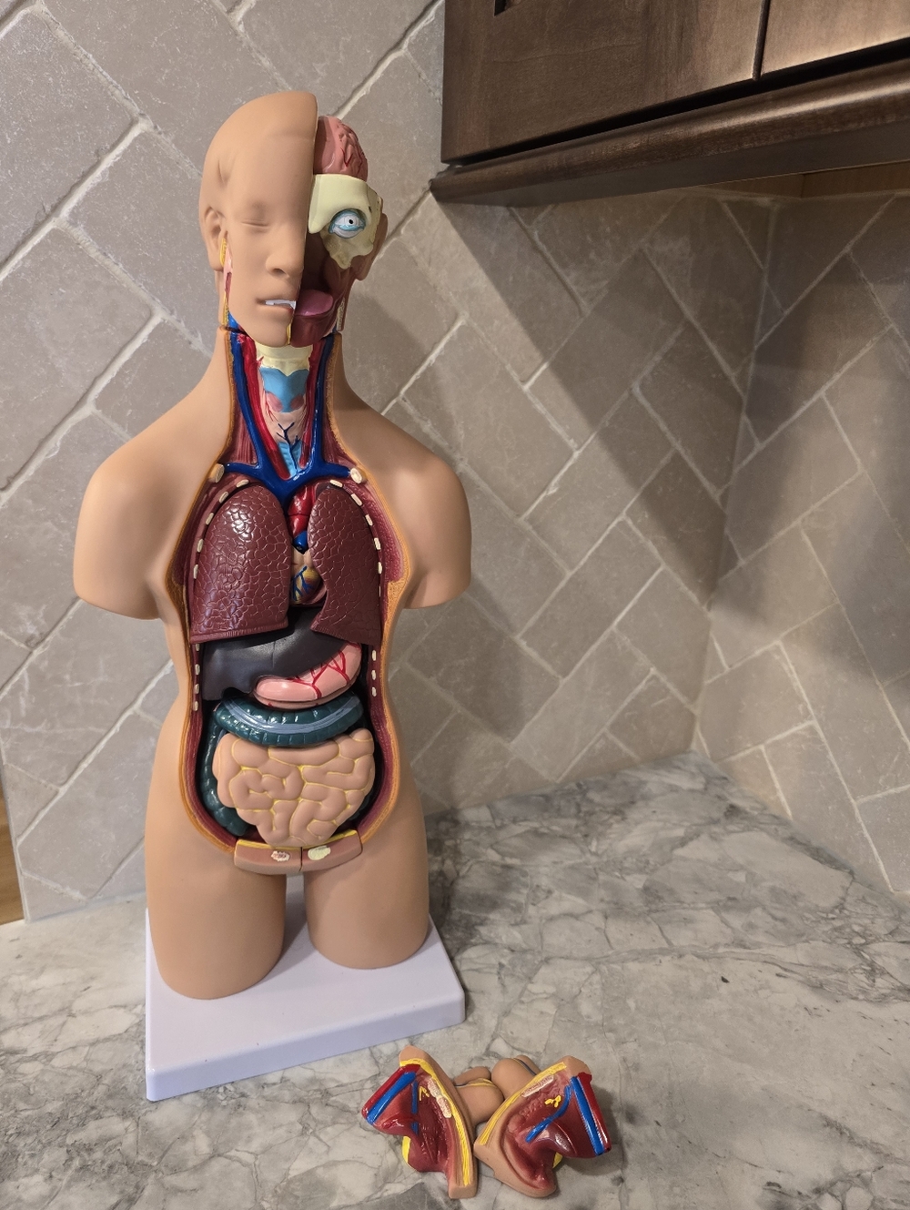 Human Body Organs Model 21.5" Torso Anatomical Medical Science Teaching Tool